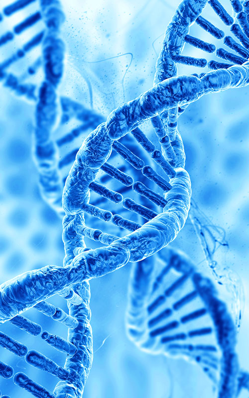 PDRN (polidesoxirribonukleotidoa)